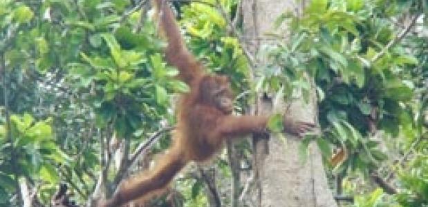 Bembi hoog in de bomen van het oefenbos Oefenbos
