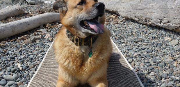Hond Yogamat