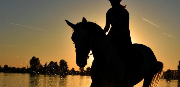 Foto via Pexels Horse