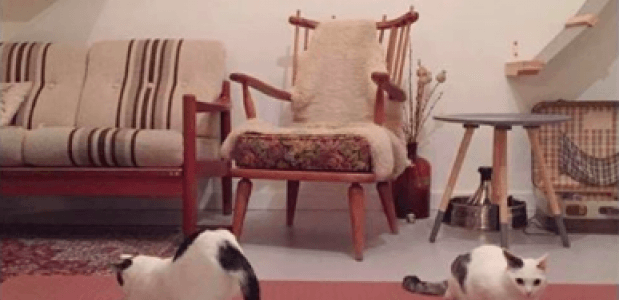 © Kattencafé Kopjes