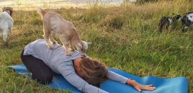 Goat Yoga © Lainey Morse