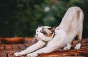 dierendag leuk yoga 