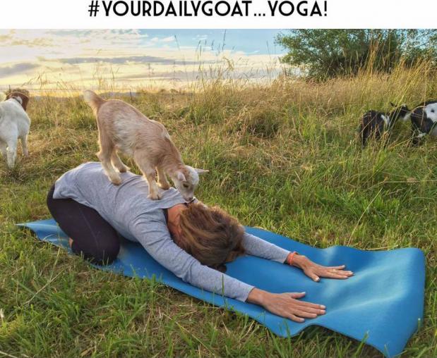 Goat Yoga © Lainey Morse