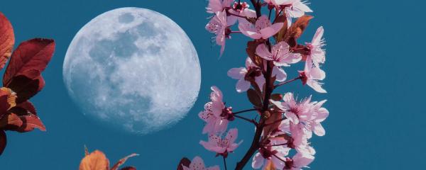 Lente vollemaan